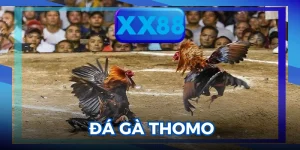 Đá Gà Thomo
