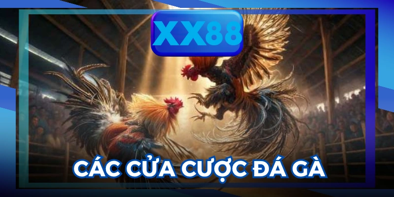 Đá gà Thomo
