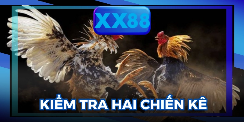 đá gà Thomo