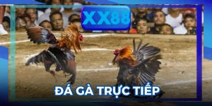Đá Gà Trực Tiếp