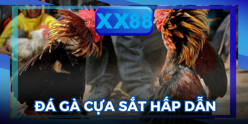 Đá gà trực tiếp