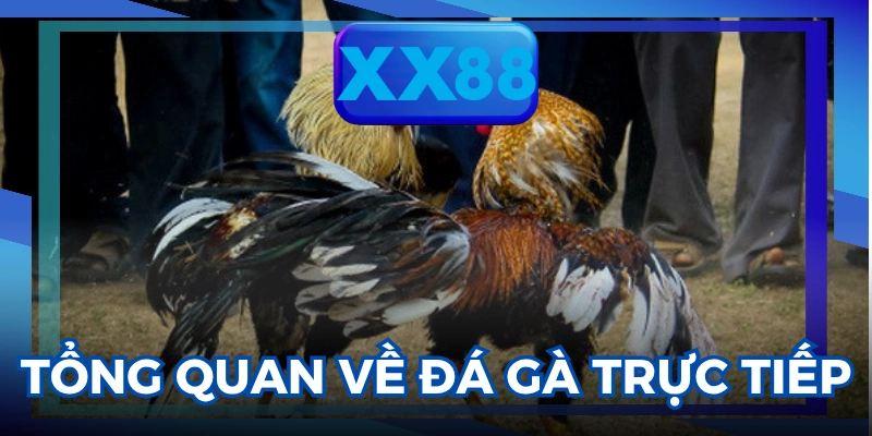 đá gà trực tiếp