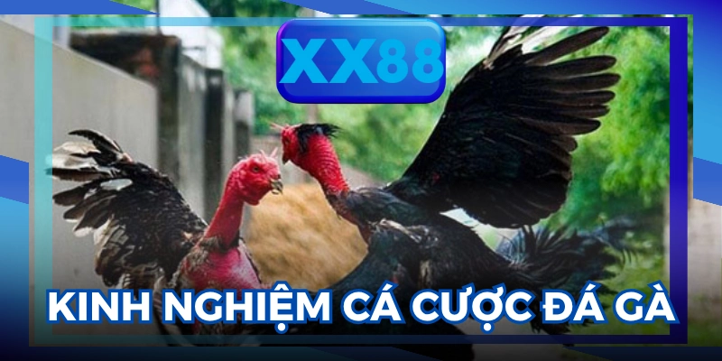 Đá gà Thomo