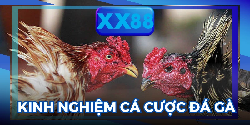 Đá gà trực tiếp