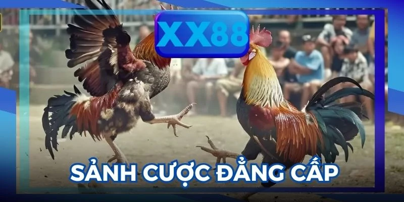 đá gà