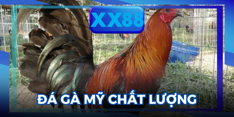 Đá gà 88
