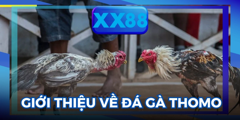 đá gà Thomo