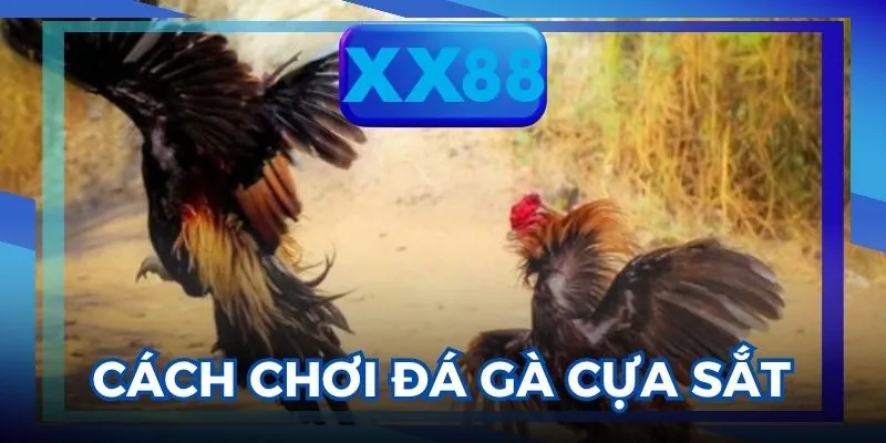 đá gà cựa sắt