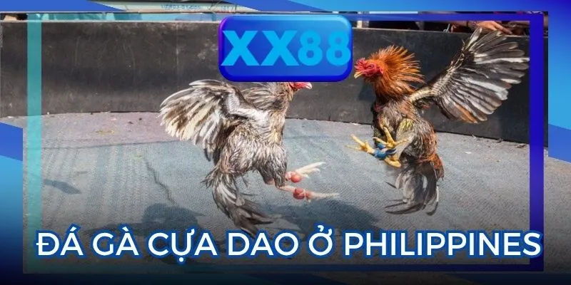 Đá gà cựa dao