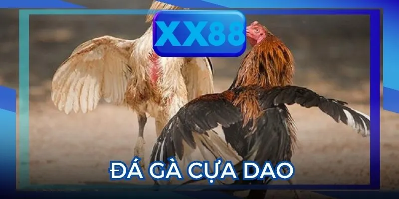 Đá Gà Cựa Dao