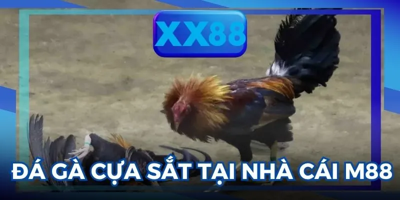 Đá gà cựa sắt